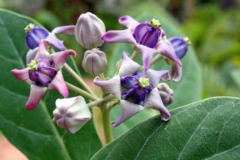 Calotropis gigantea