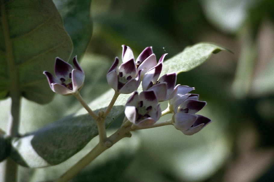 Калотропис гигантея