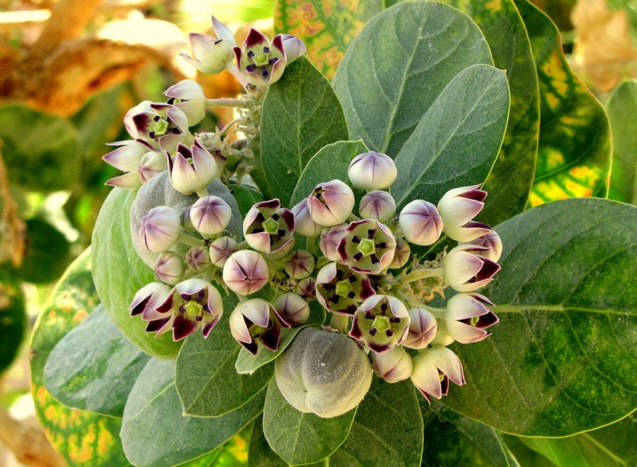 Калотропис волокна