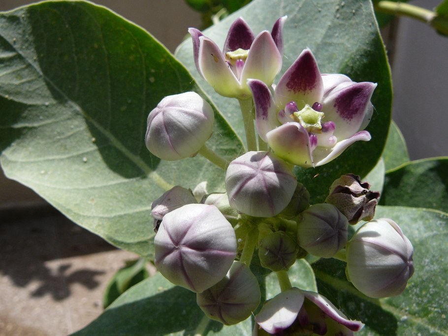 Калотропис гигантский