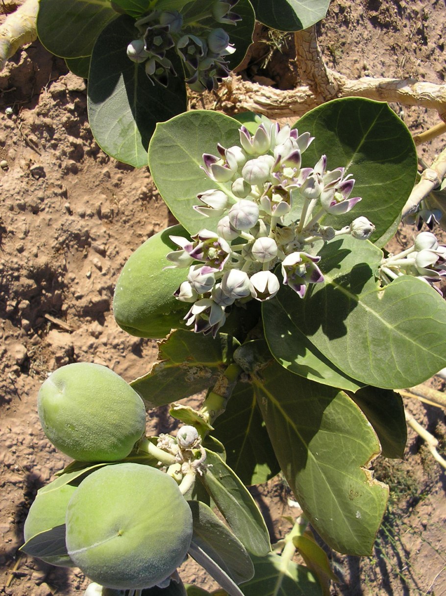 Calotropis procera Содомское яблоко