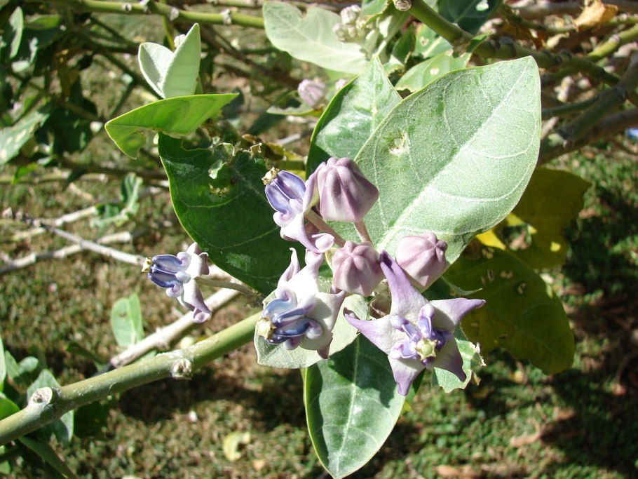 Сандживани растение