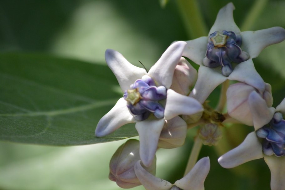 Калотропис гигантский в домашних условиях