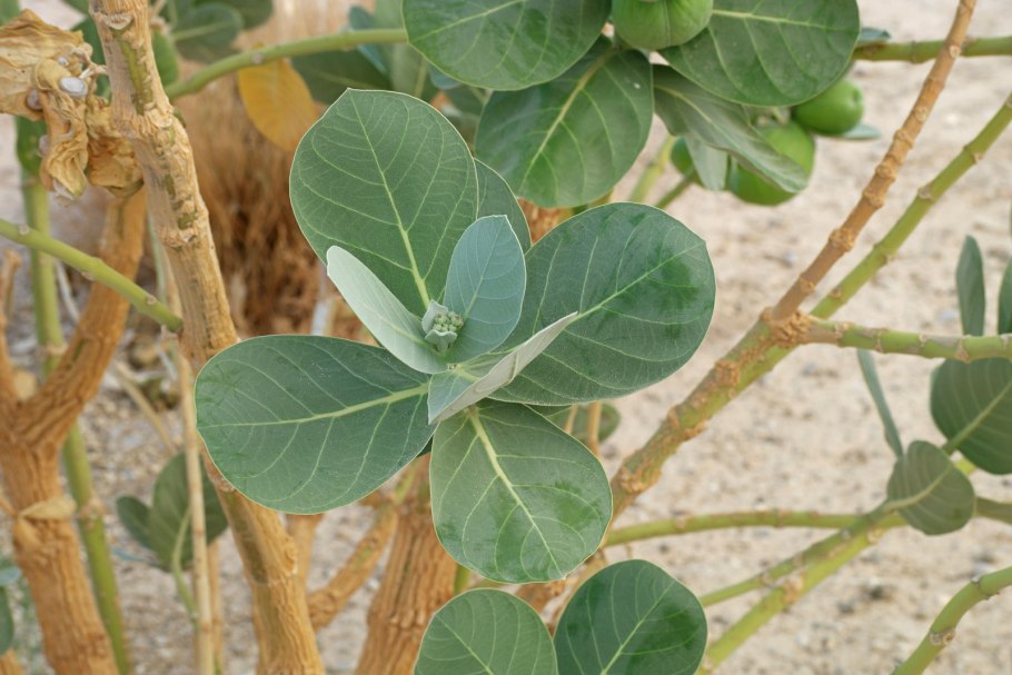 Интересное о цветке Калотропис