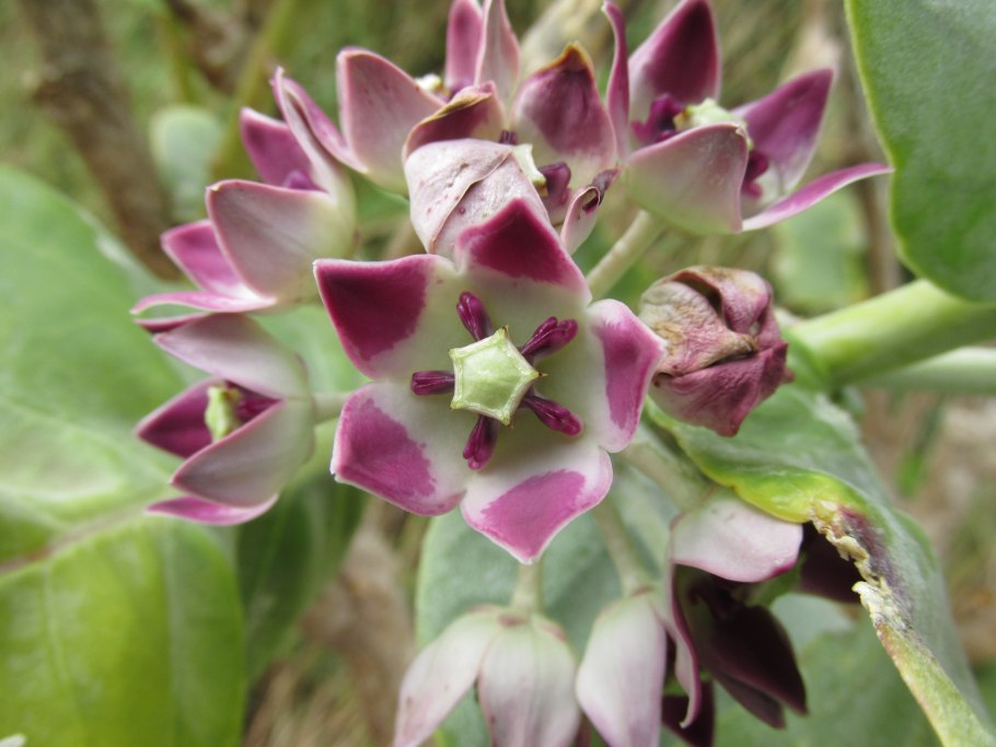 Калотропис цветок