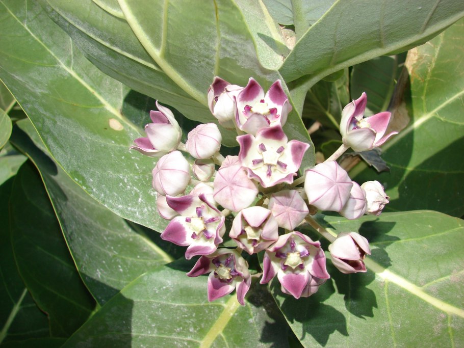 Африканская трава кикильба