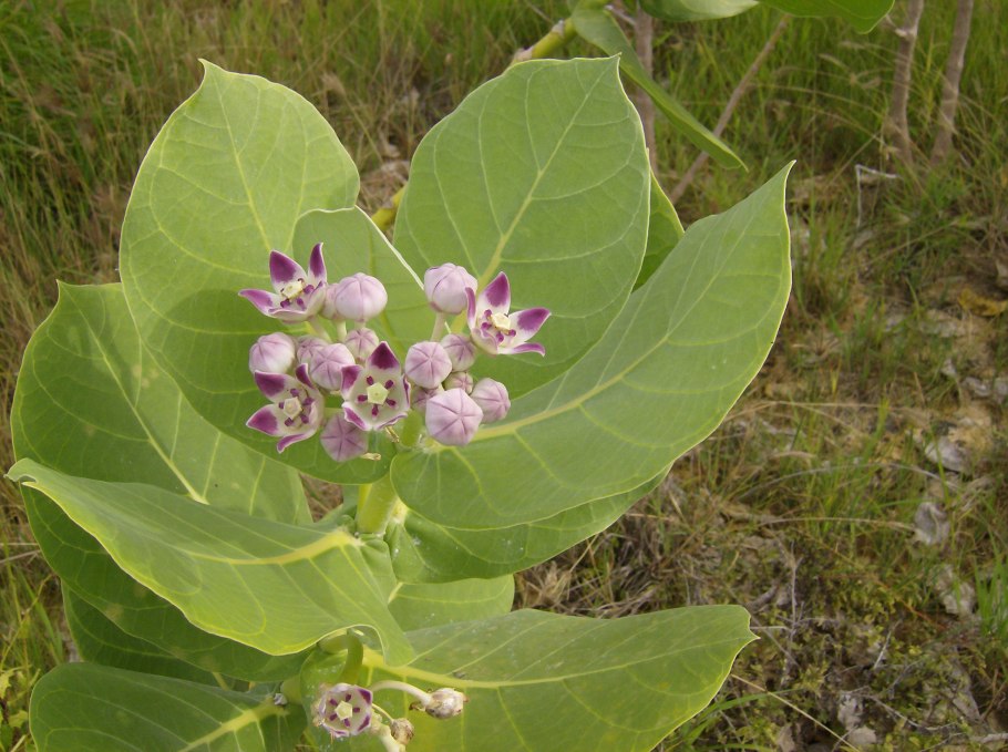 Содомово яблоко Calotropis procera