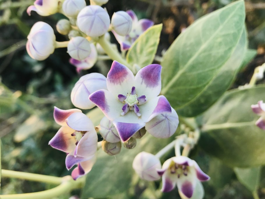 Калотропис в комнатных условиях