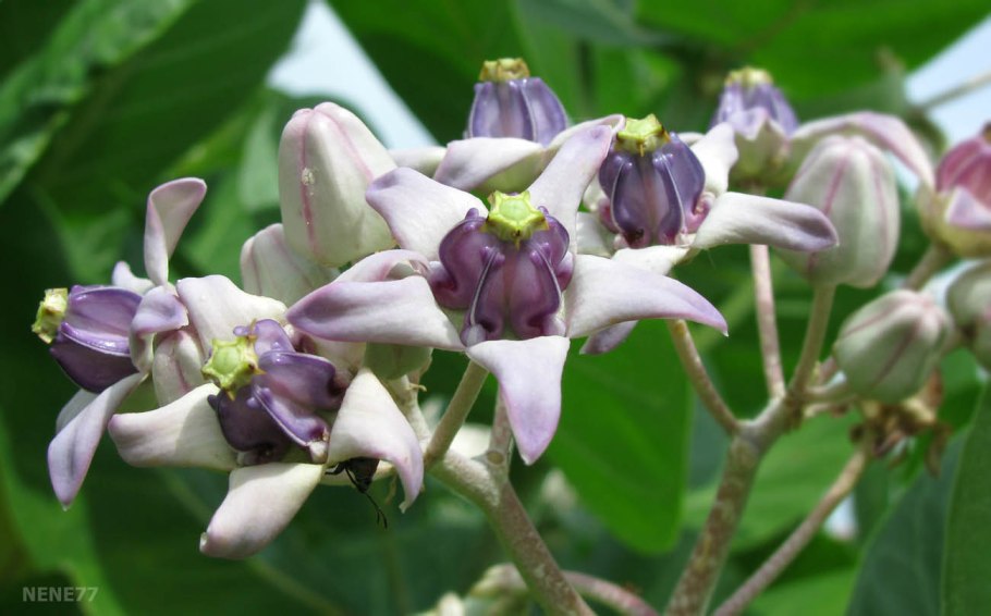 Калотропис гигантея