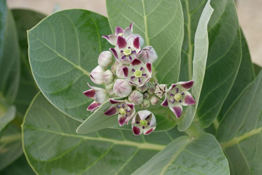 Калотропис гигантский