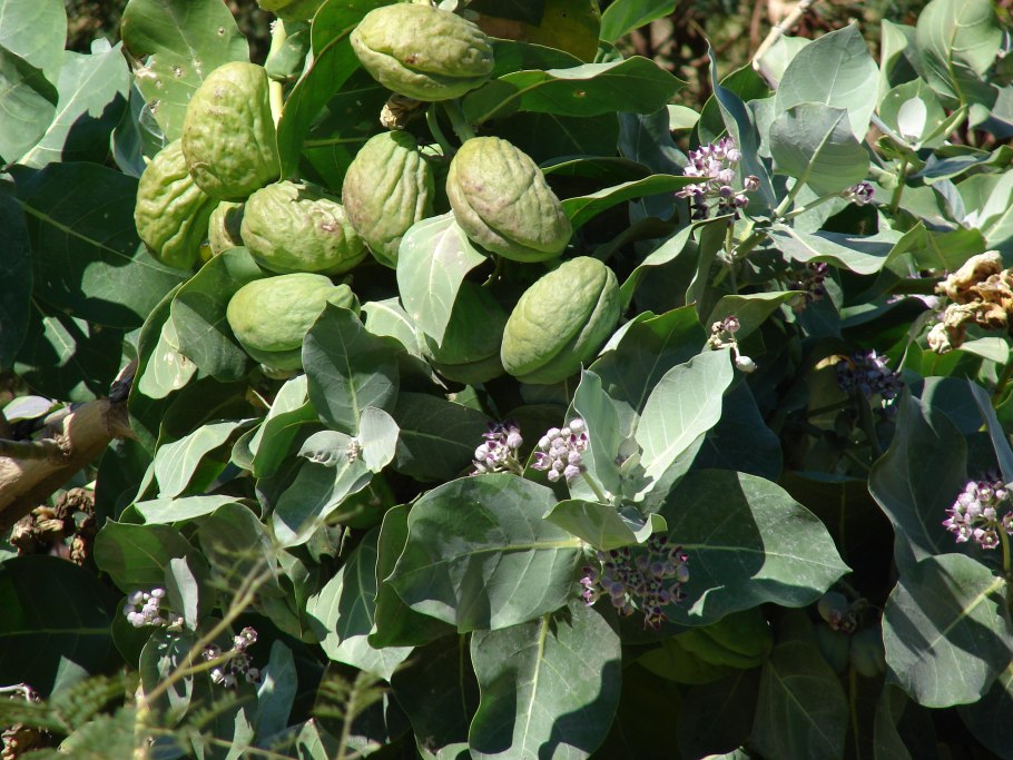 Калотропис в пустыне тар