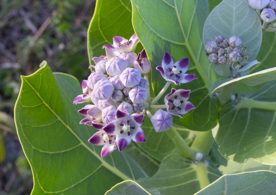 Содомово яблоко Calotropis procera