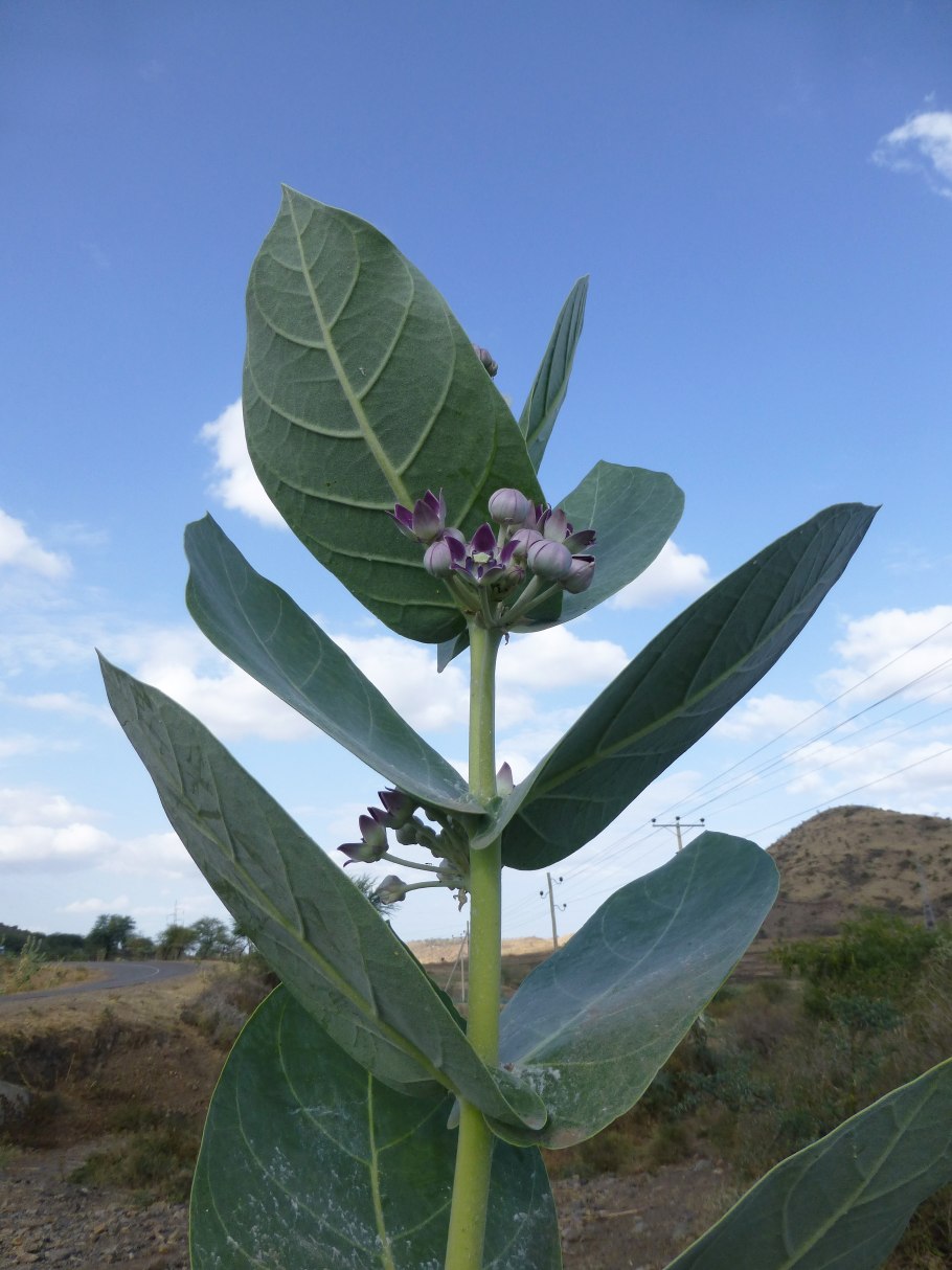 Калотропис из семян