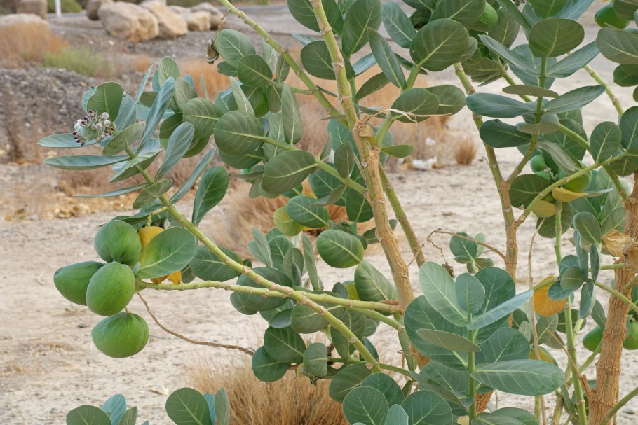 Калотропис гигантея