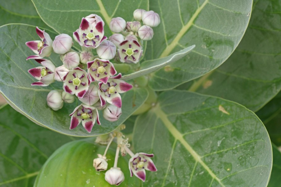 Калотропис гигантский