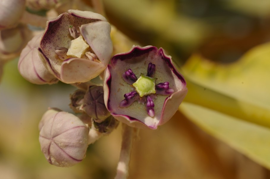 Калотропис из семян