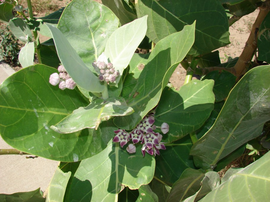 Калотропис гигантский в домашних условиях