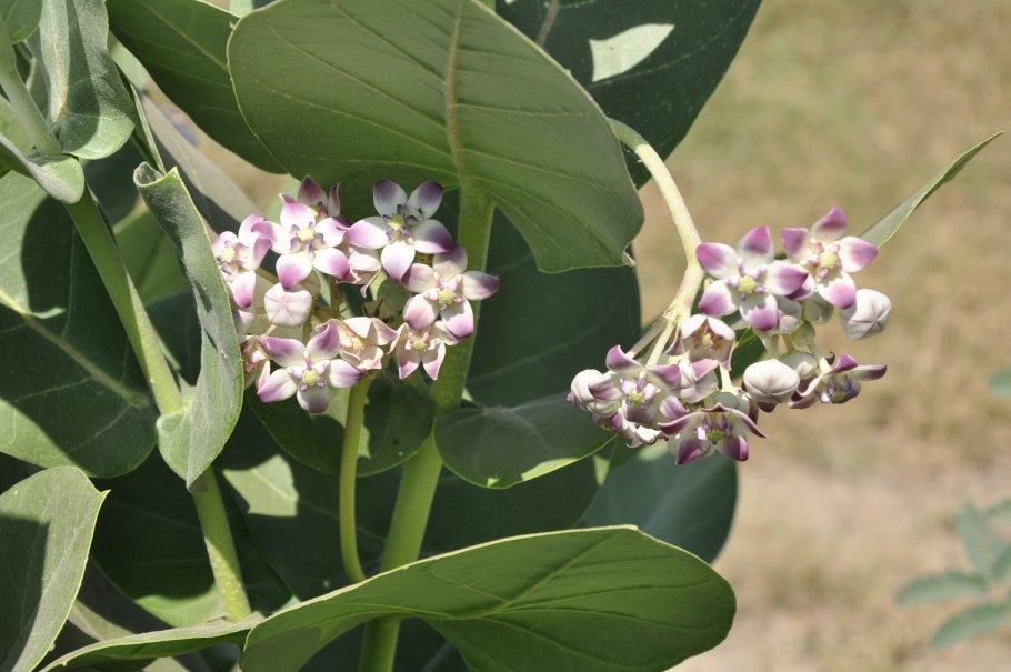 Asclepias gigantea vel procera