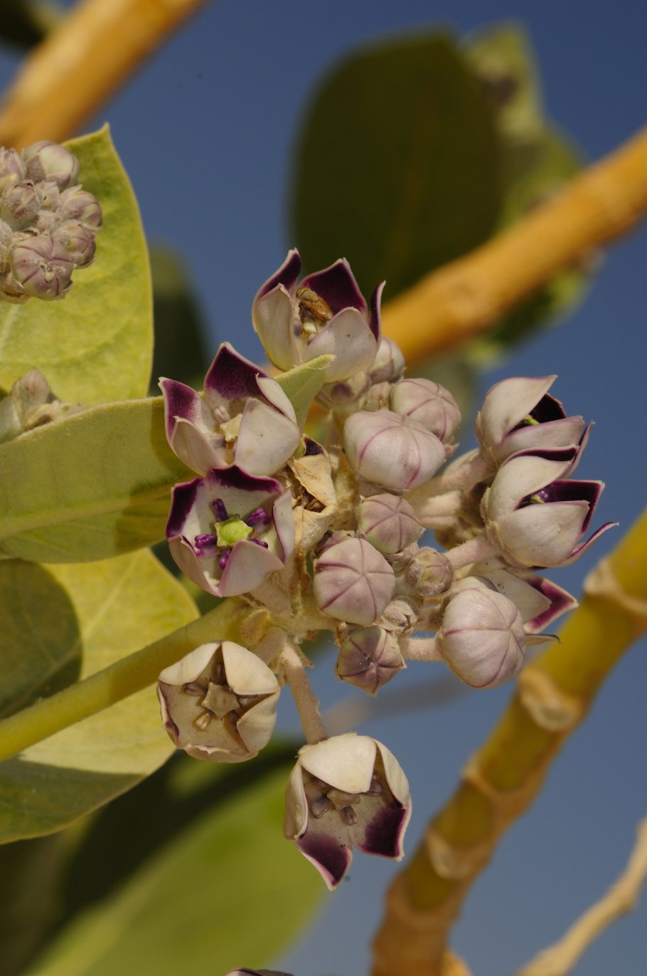 Гигантский калатропис Калотропис