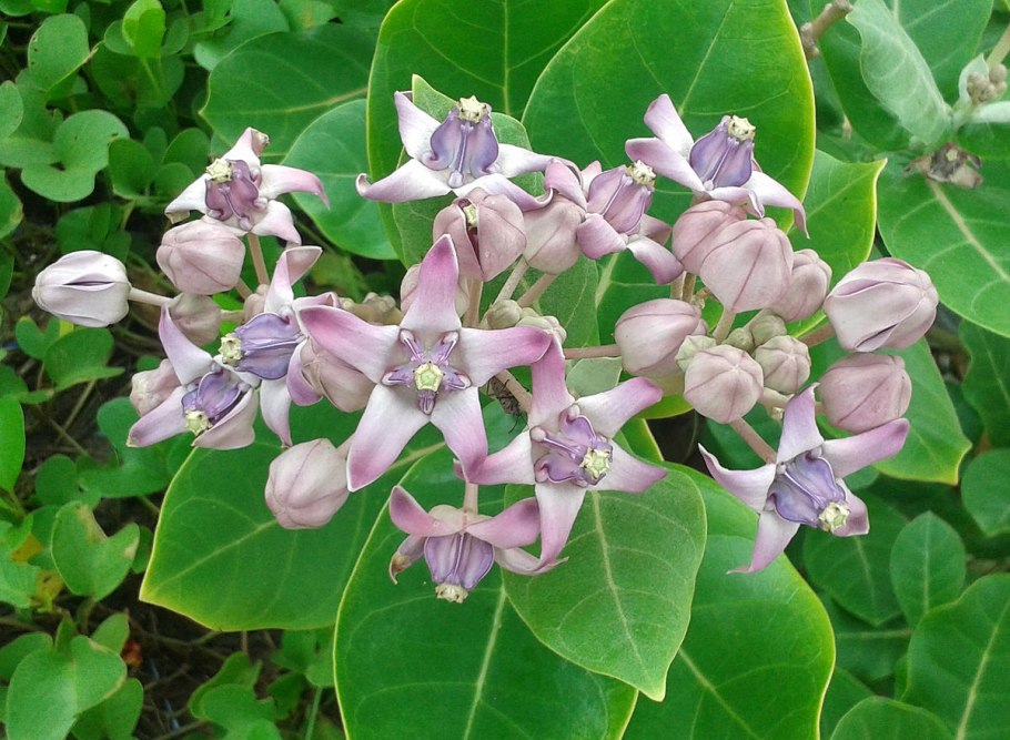 Калотропис цветок