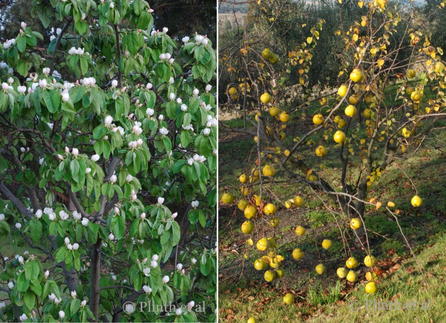 Айва армянская