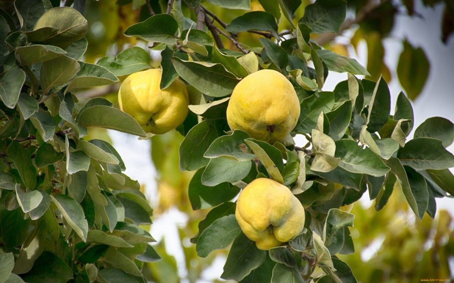 Айва высота дерева