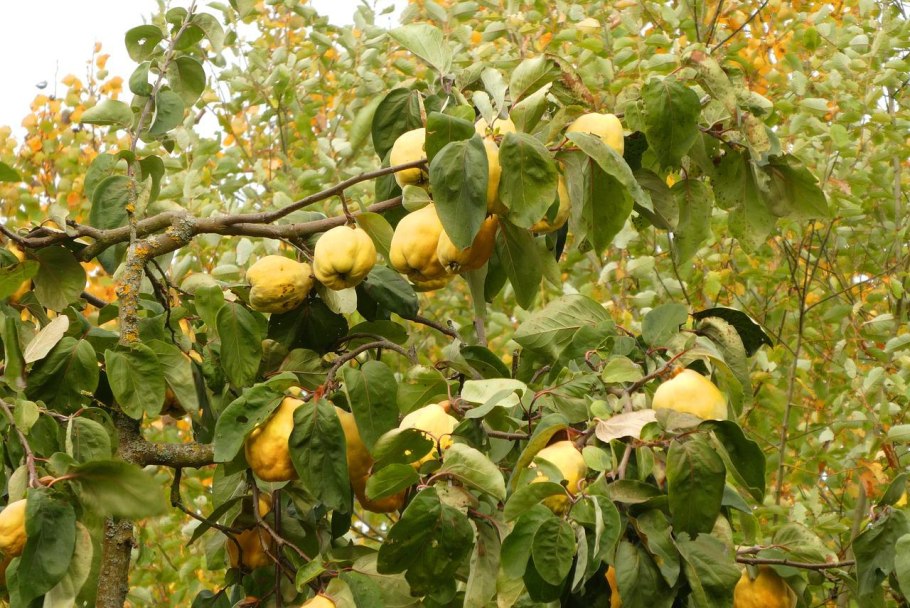 Айва цидония