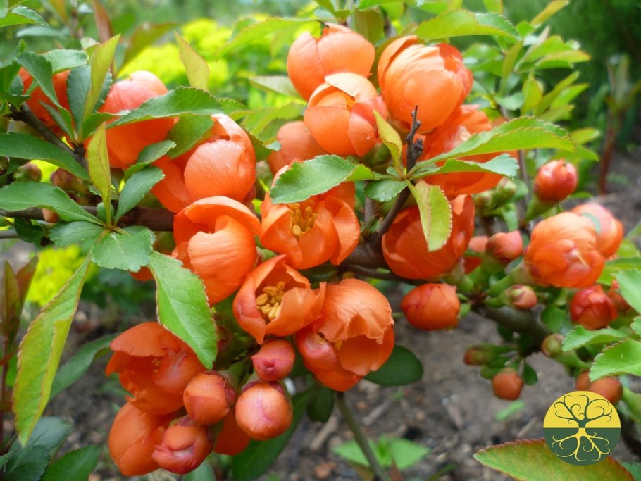 Лимонник айва