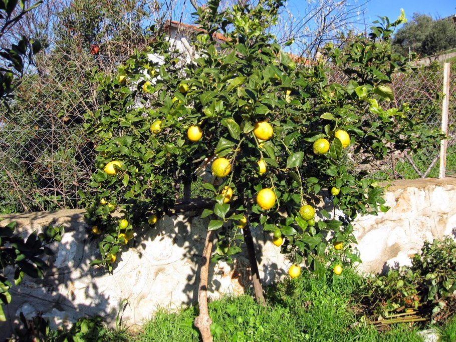 Абрикос айва