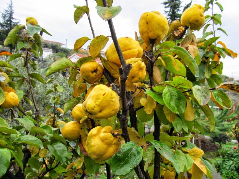 Айва дерево или кустарник