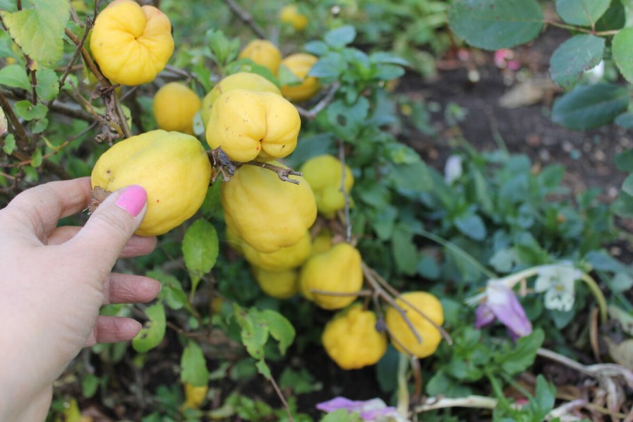 Айва яблоковидная