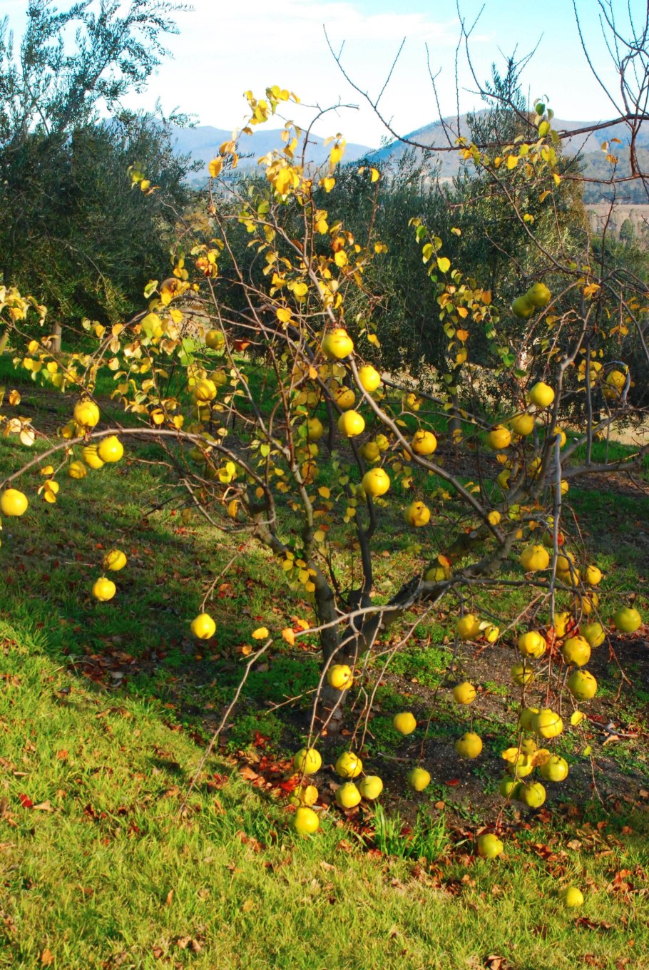 Айва японская плоды в разрезе