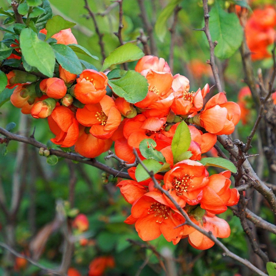 Лимонник айва