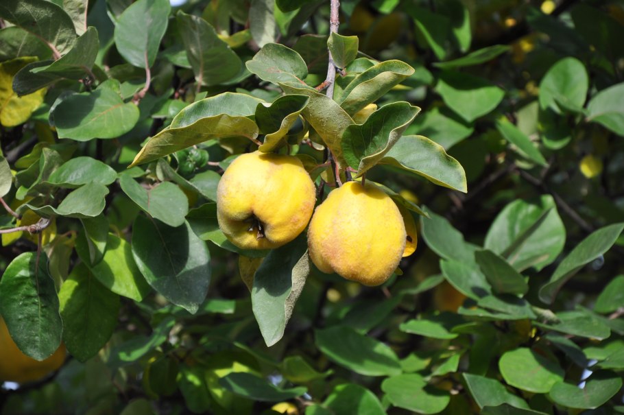 Айва Азербайджанская