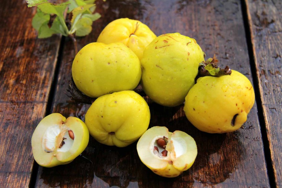 Cydonia oblonga Mill.