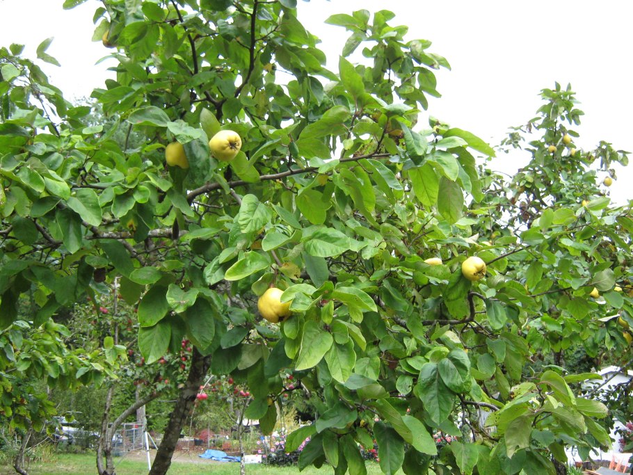 Зубутлинская айва