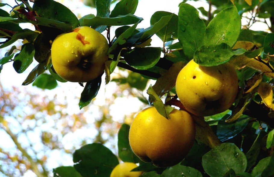 Айва (хеномелес) японская