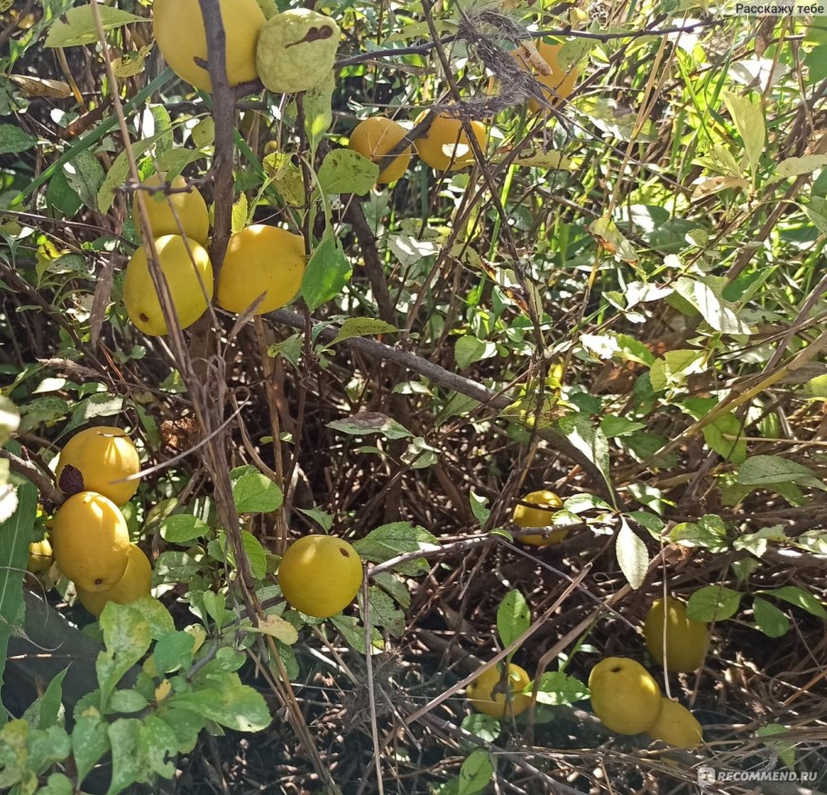 Айва обыкновенная дерево