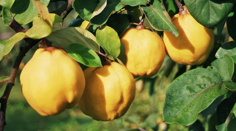 Росток айвы