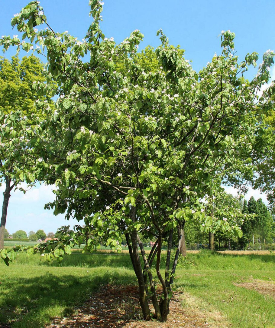 Айва на штамбе