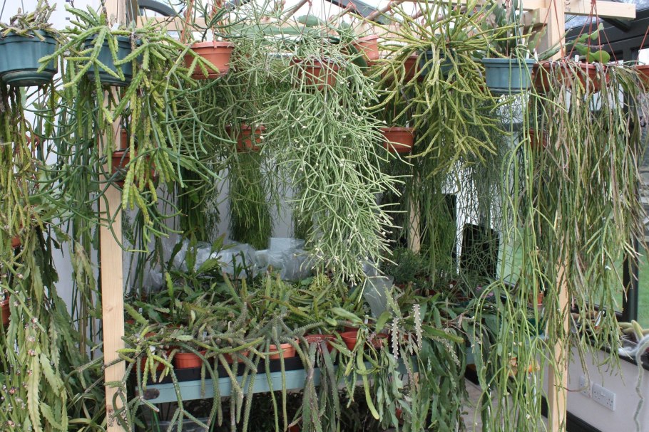 Rhipsalis cruciforme