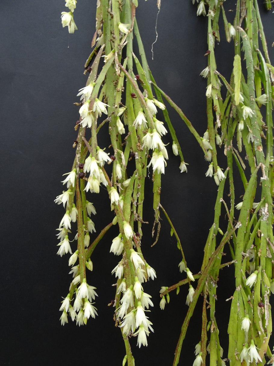 Lepismium Paradoxum
