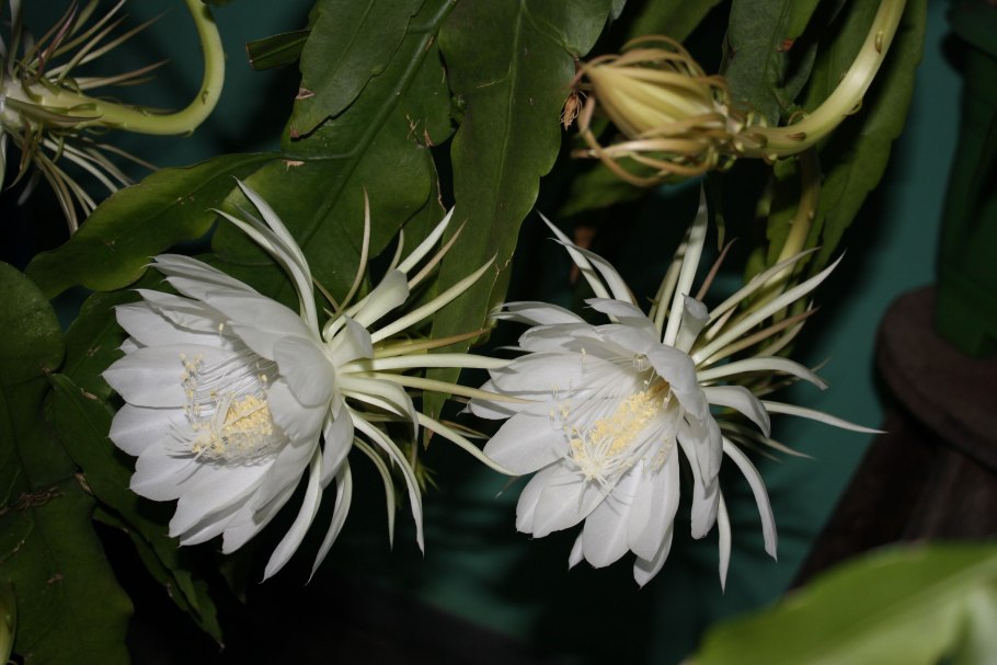Кактус Austrocylindropuntia subulata