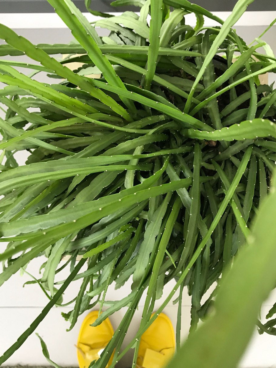 Lepismium cruciforme/Леписмиум круциформе