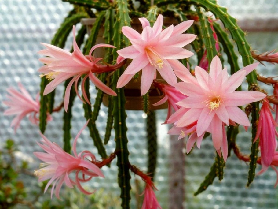 Рипсалис Барчела (Rhipsalis burchellii)