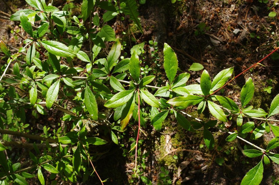 Барбарис обыкновенный (краснолист.)
