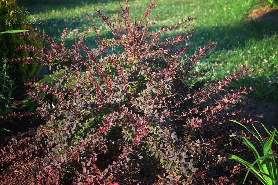 Барбарис Зибольда