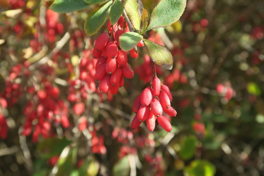 Барбарис цветет розовыми цветами