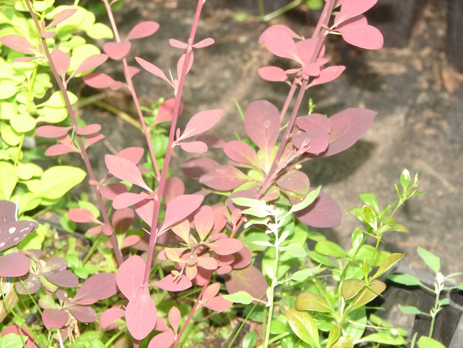 Барбарис Тунберга Atropurpurea
