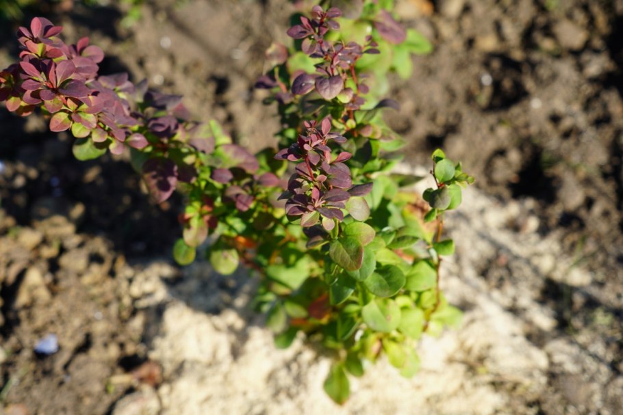 Герань Тунберга